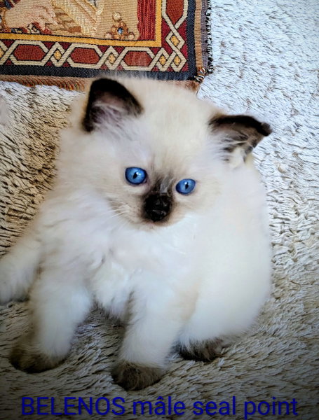 Bélénos un chaton harmonieux et solaire