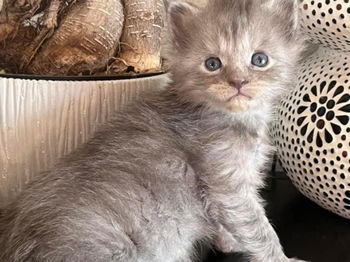 Superbe Chaton Maine coon mâle blue smoke Saint-Gilles Gard