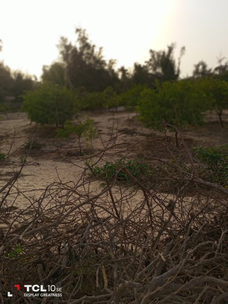 Vente d'un verger 9000m2 arbre fruitiers M'Boro Sénégal