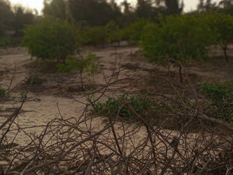 Vente d&#039;un verger 9000m2 arbre fruitiers M&#039;Boro Sénégal