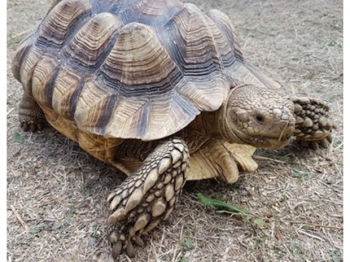 Sulcata