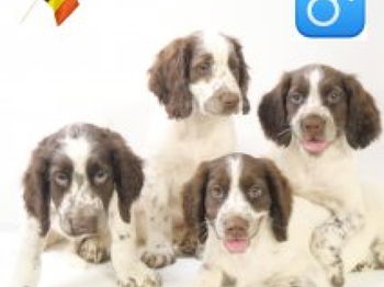 Annonce Engelse Springer Spaniel chiots Bruxelles Belgique