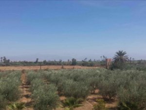 Vente Terrain 1 ha 6000 m² Route Fès km 19 Marrakech Maroc