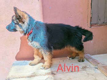 Alvin