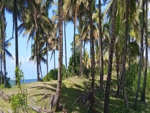 Vente TERRAIN LAMER AMBATOMALAMA MAHAMBO Toamasina Madagascar