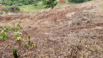 Terrain Unique de 2533 m² à Paopao, Moorea (Lot D)