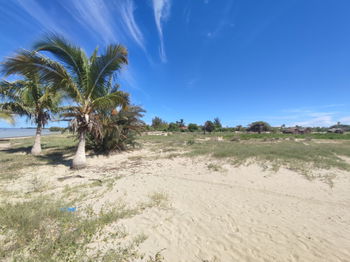 Vente Terrain plat arboré Ankilibe Tuléar Madagascar