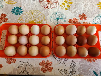 Oeufs fecondes toutes races