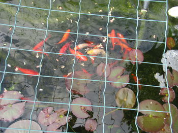 Annonce Jolis poissons bassin donner Charleroi Belgique