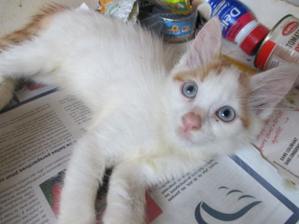 Chaton de la portée