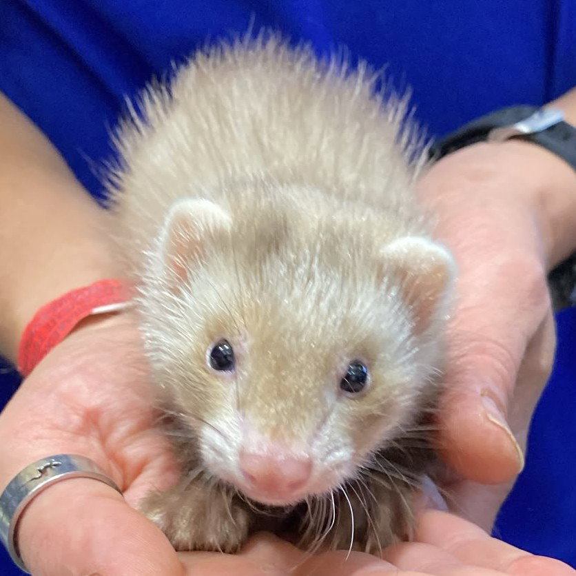 Furet
