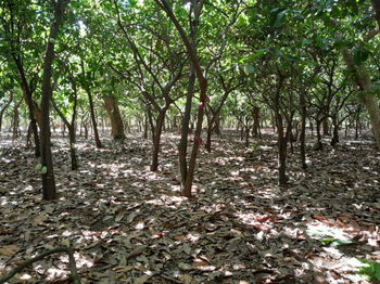 TERRAIN AGRICOLE PLUSIEURS TYPES D&#039;ARBRES FRUITIERS À ÉPICES MÊME BÉTAIL !