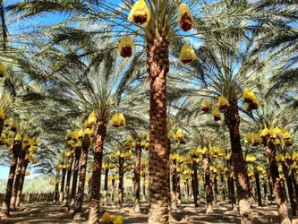 VENTE DATTES ALGERIENNE QUALITE SUPERIEURE Paris