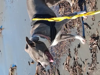 Recherche famille chienne 2 ans croisé