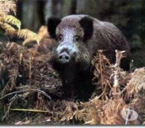 Recherche Partenaires chasse aux gros gibiers Sud Meuse