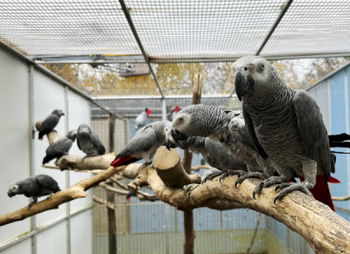 Annonce Merveilleux perroquets gris Gabon Eam Parleurs Metz Moselle