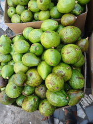 avocat