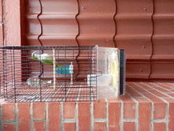 Perruches Cornure Souris