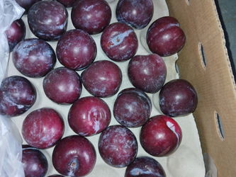 PRUNE