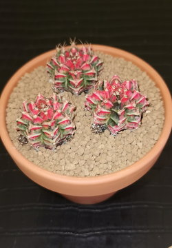 Cactus Gymnocalycium