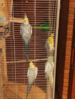 Calopsittes