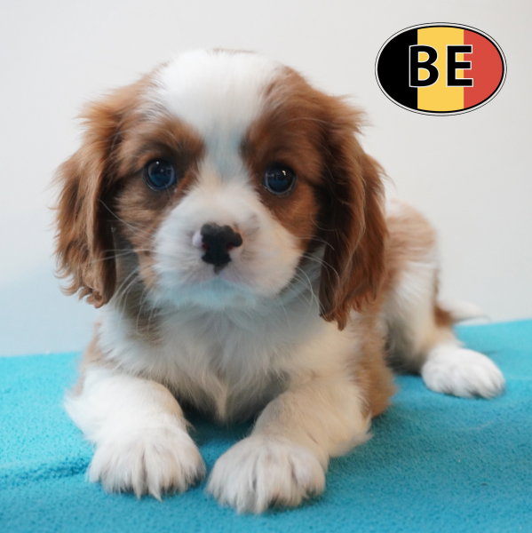 Cavalier Mâle