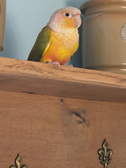 Petit