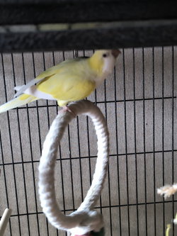 Petit