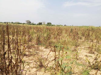 Vente 1 HECTARE 500M2 SIDY BOUGOU Nianing Sénégal