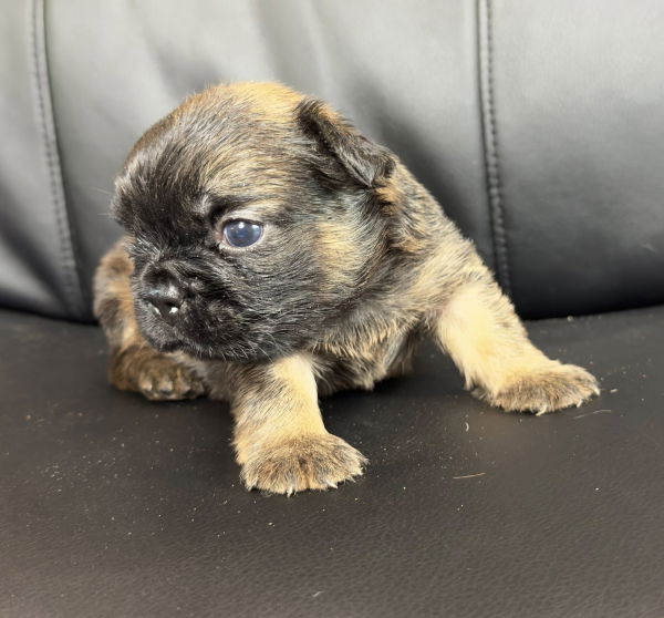 bouledogue francais fluffy disponible