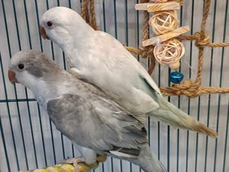 Couple Conure Souris Louvière Belgique