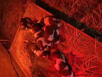 Ils se portent a merveille