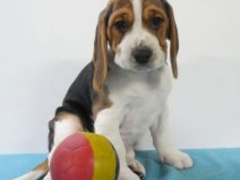 Annonce Beagle chiots jouettes Bruxelles Belgique