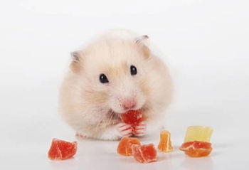 Hamster Dakar Sénégal
