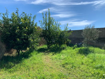 Vente oliverie El Jadida Maroc