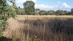 TERRAIN