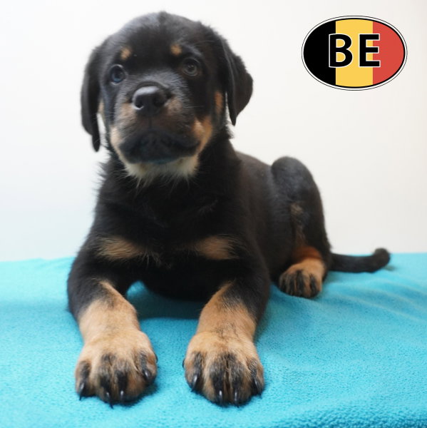Rottweiler