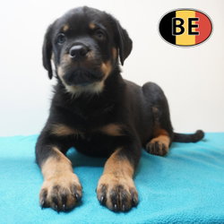 Rottweiler