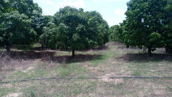 Terrain 1 hectare à Mbour