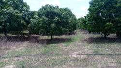 Terrain 1 hectare à Mbour