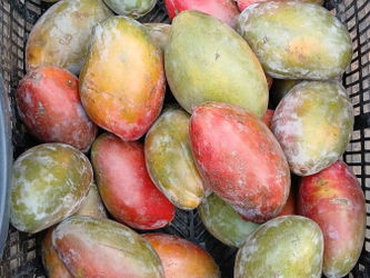 MANGUE PALMER