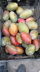 MANGUE PALMER