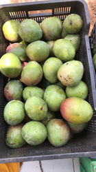 AA