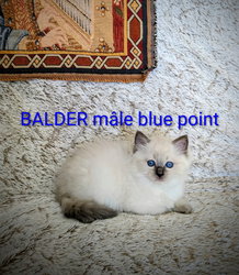 Balder le chaton de l'amour et dela beauté