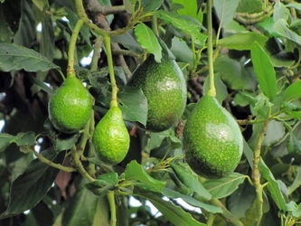 Avocatier