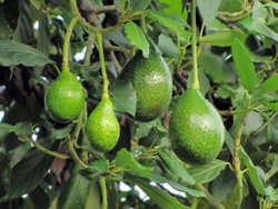 Avocatier