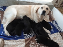 labrador
