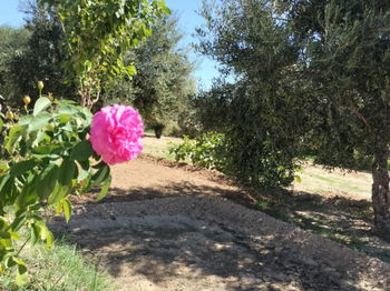 Vente Terrain Agricole Clôturé Rte Ouerred Sousse Tunisie