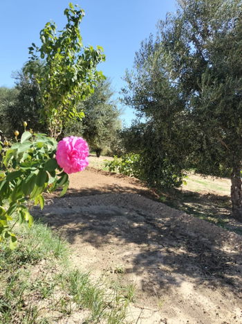 Vente Terrain Agricole Clôturé Rte Ouerred Sousse Tunisie