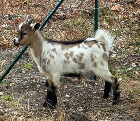 Jeune bouc